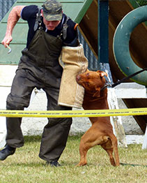 Working dog training