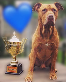 Award winning dog thumbnail